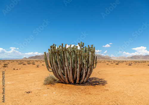 Plants and trees at the namib desert in Namibia