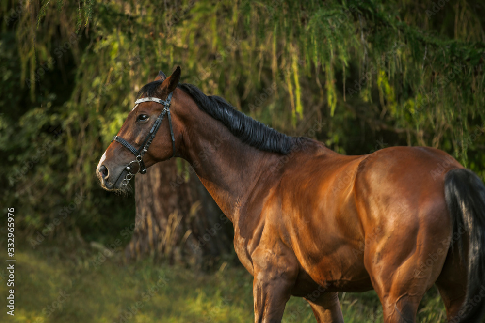 Fototapeta premium beautiful brown horse with black mane and with bridle standing in forest 