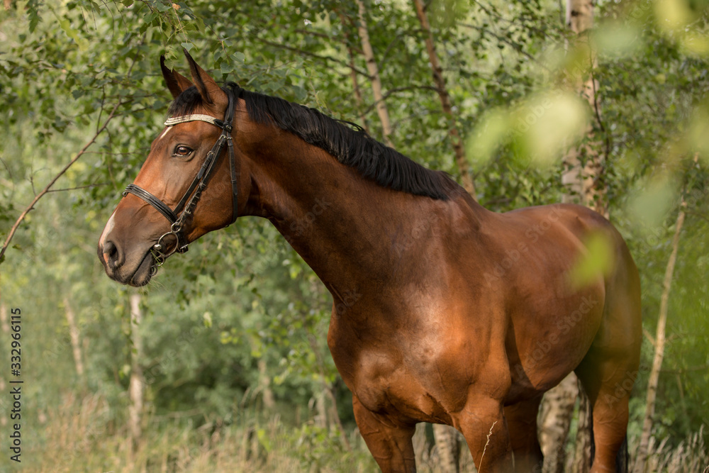 Obraz premium beautiful brown horse with black mane and with bridle standing in forest 