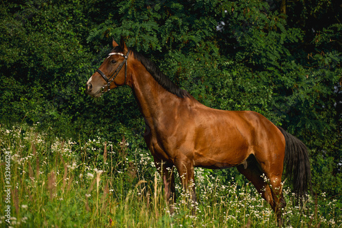 beautiful brown horse with black mane and with bridle standing in forest 