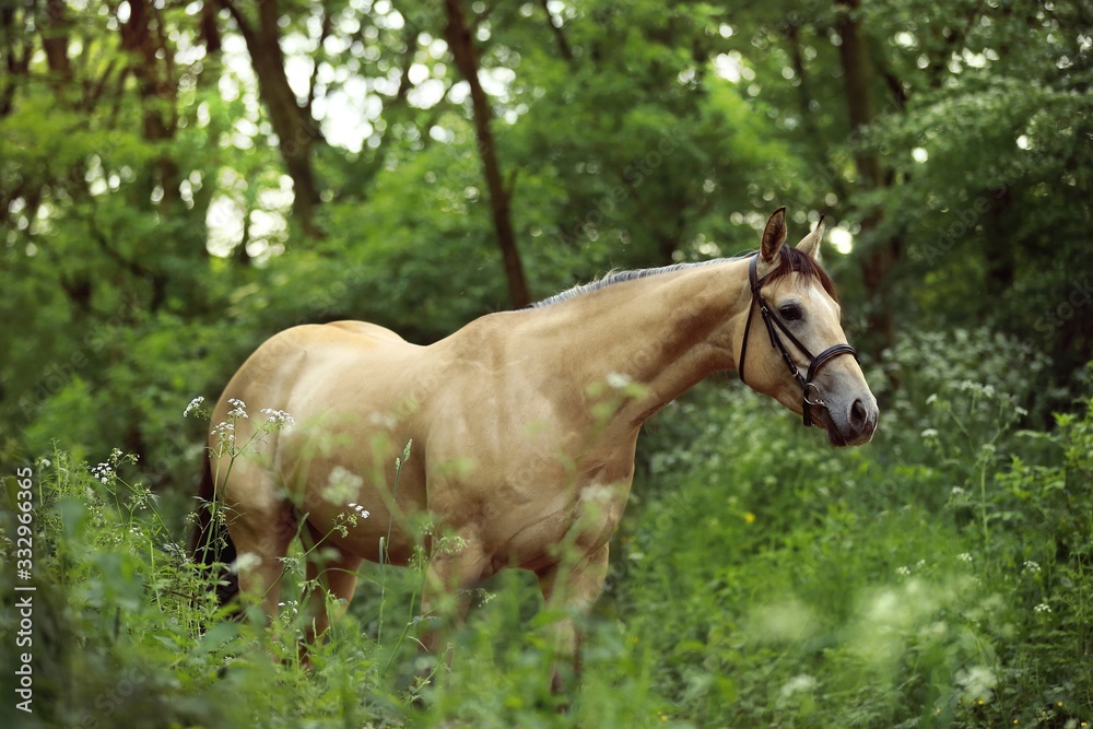 Obraz premium Beautiful and graceful quarter horse buck skin coloured portrait