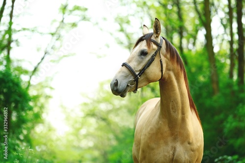 Beautiful and graceful quarter horse buck skin coloured portrait