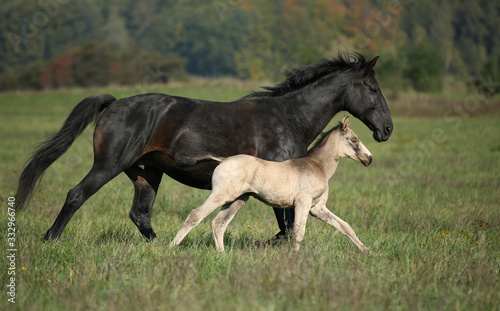Mare with foal gallop through green meadow with blue sky on background 