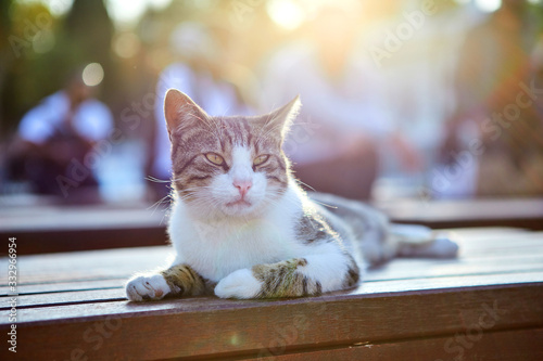 Canvas Print Cat on the street of Istanbul, Turkey