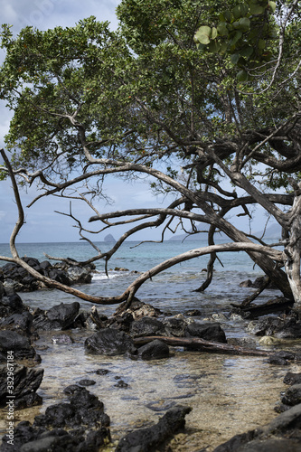 Anse Figuier Martinique 5 © Pierrick