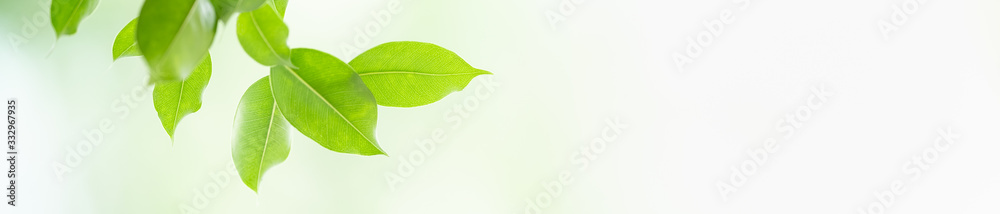 Obraz premium Close up beautiful nature view green leaf on blurred greenery background under sunlight with bokeh and copy space using as background natural plants landscape, ecology cover concept.