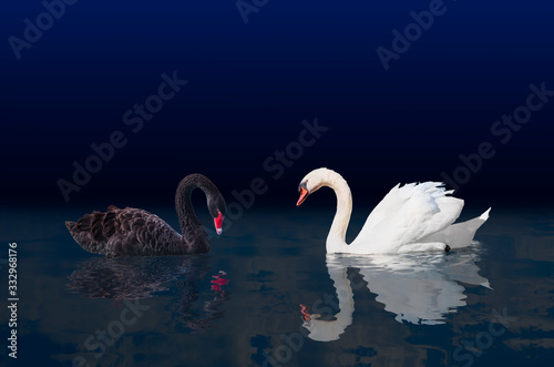 Fototapeta Naklejka Na Ścianę i Meble -  Black and White swan with reflection on water surface