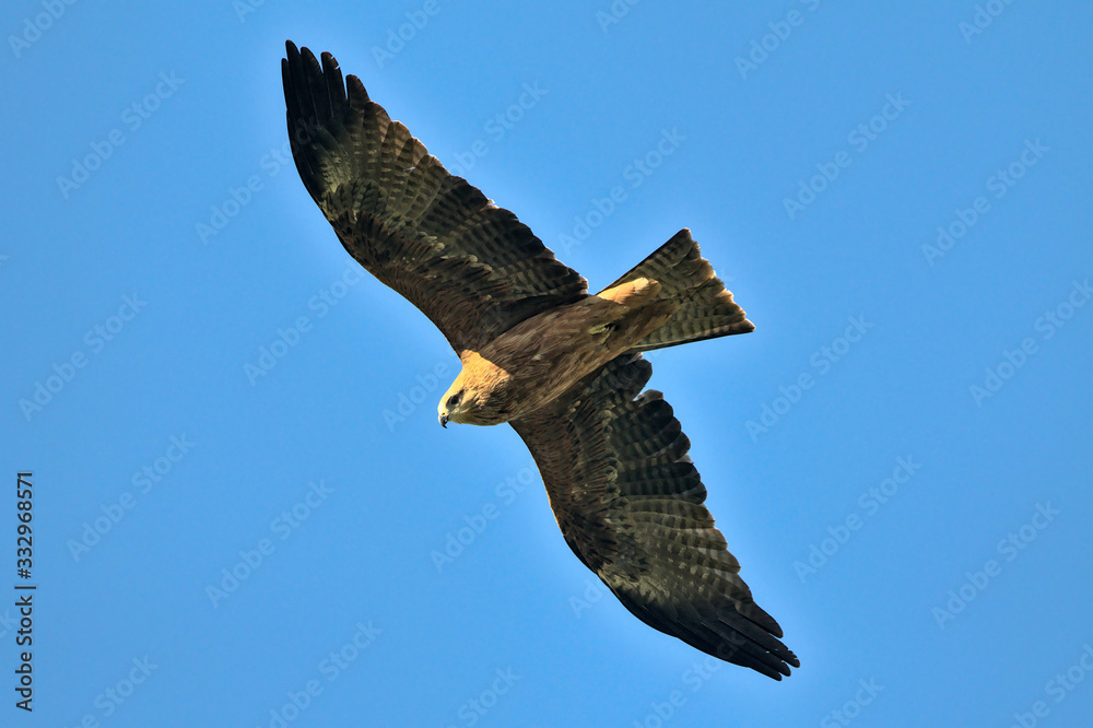 Milvus migrans (Black Kite), Crete Milvus migrans (Black Kite), Crete