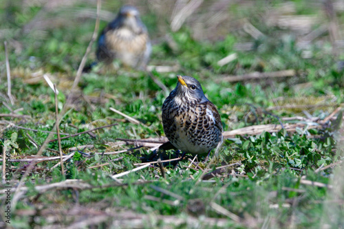 Wacholderdrossel    Turdus pilaris   oim Fr  hjahr