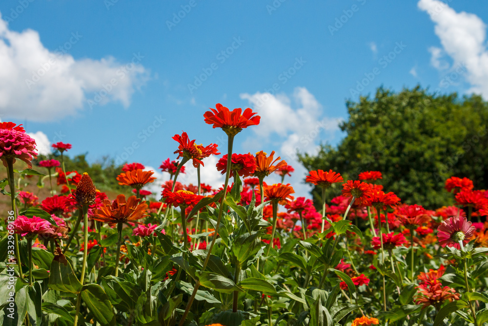 Red flowers in the flowerbed in summer