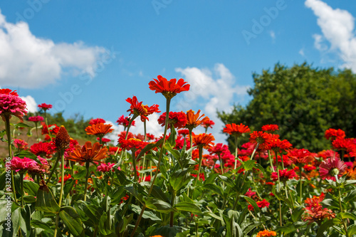 Red flowers in the flowerbed in summer