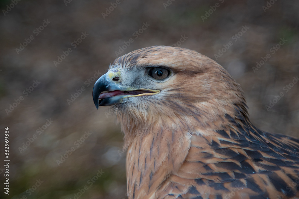 Buzzard buteo close up portrait raptor bird Buzzard buteo close up portrait raptor bird