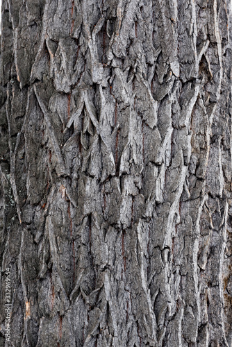 bark of a tree