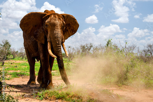 Safari nel parco Tsavo East in Kenya photo