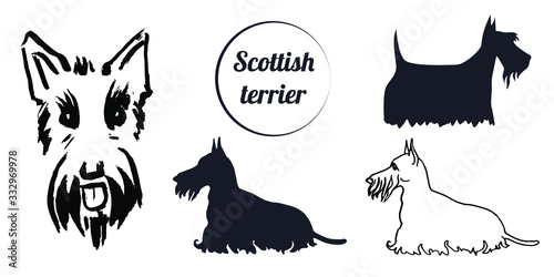 Vector line illustration of scotch terrier head and silhouette isolated on white background for pet styling and grooming salon, avatar, logotype, store signboard, web site and book design.