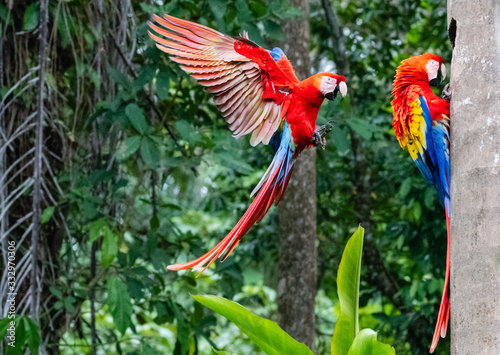 scarlet macaw flying back to its nest with its partner at the entrance to the nest in costa rica © michele