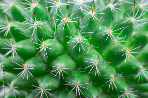 Close up view of a bright green cactus
