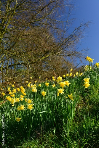 Fototapeta Naklejka Na Ścianę i Meble -  Springbank, Jersey, U.K. rural Daffodil flowers.