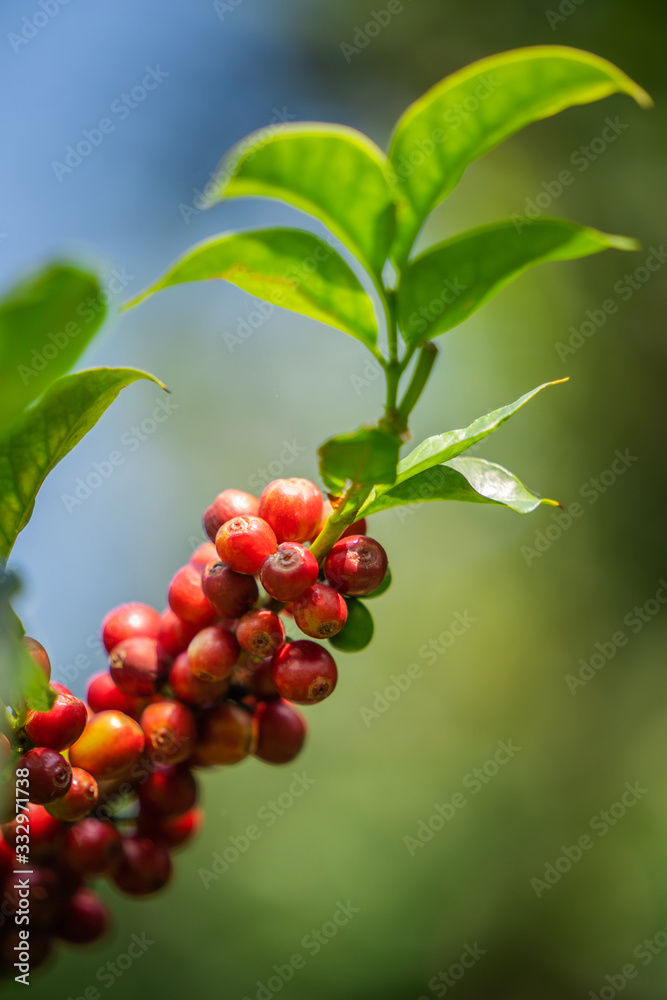 Red Coffee Beans On Tree Red Coffee Beans On Tree