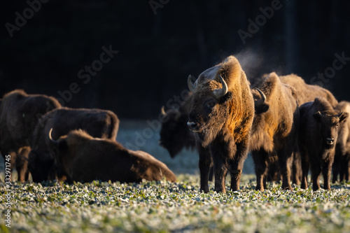 European bison - Bison bonasus in the Knyszyn Forest (Poland)