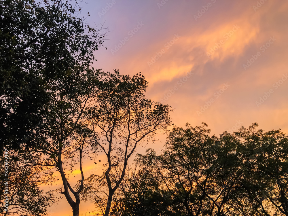 tree in sunset