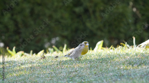 greenfinches on the green grass in the garden