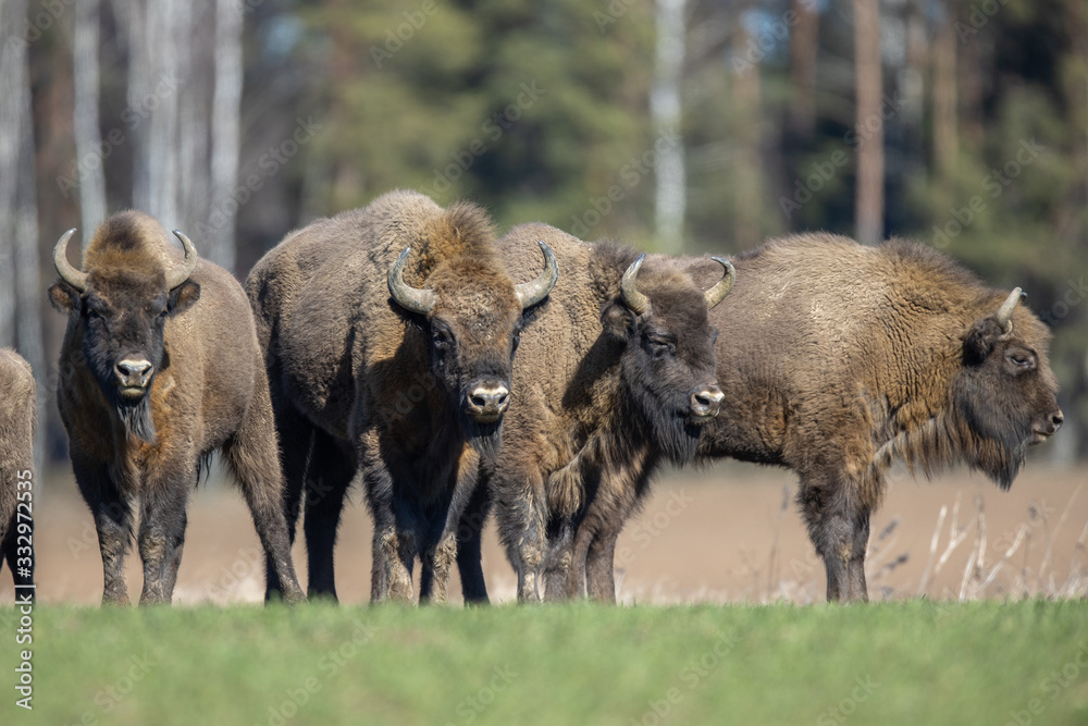 Fototapeta premium European bison - Bison bonasus in the Knyszyn Forest (Poland)