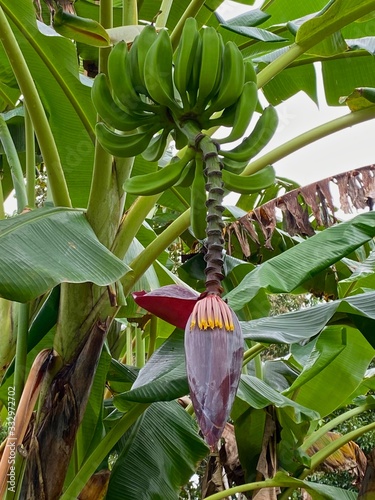 Green bananas growing in the organic farm in Costa Rica
