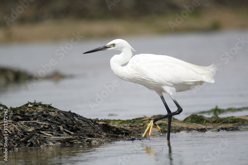 aigrette garzette