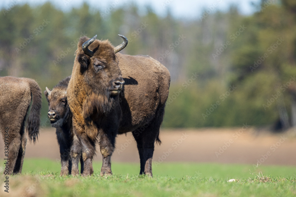 European bison - Bison bonasus in the Knyszyn Forest (Poland) European bison - Bison bonasus in the Knyszyn Forest (Poland)