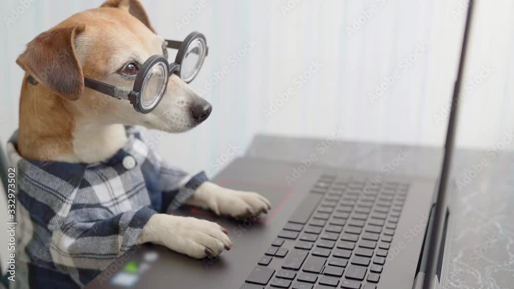 freelancer hungry dog looking to computer  screen and licking. Funny pet in blue shirt and nerd. Video footage. quarantine lifestyle working from home. quarantine Social distancing. 