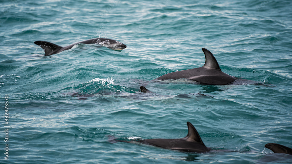 Fototapeta premium Dolphin In New Zealand