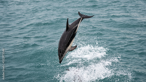 Dolphin In New Zealand