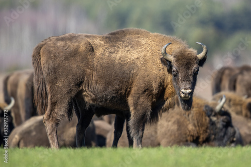 European bison - Bison bonasus in the Knyszyn Forest (Poland)