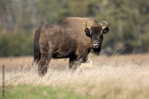 European bison - Bison bonasus in the Knyszyn Forest (Poland) © szczepank