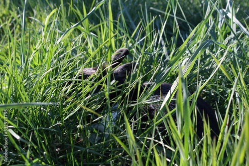 Black Rabbit in Grass, schwarzer Hase im Gras