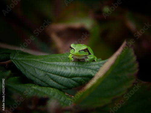 green tree frog on leaf © wendyhilven