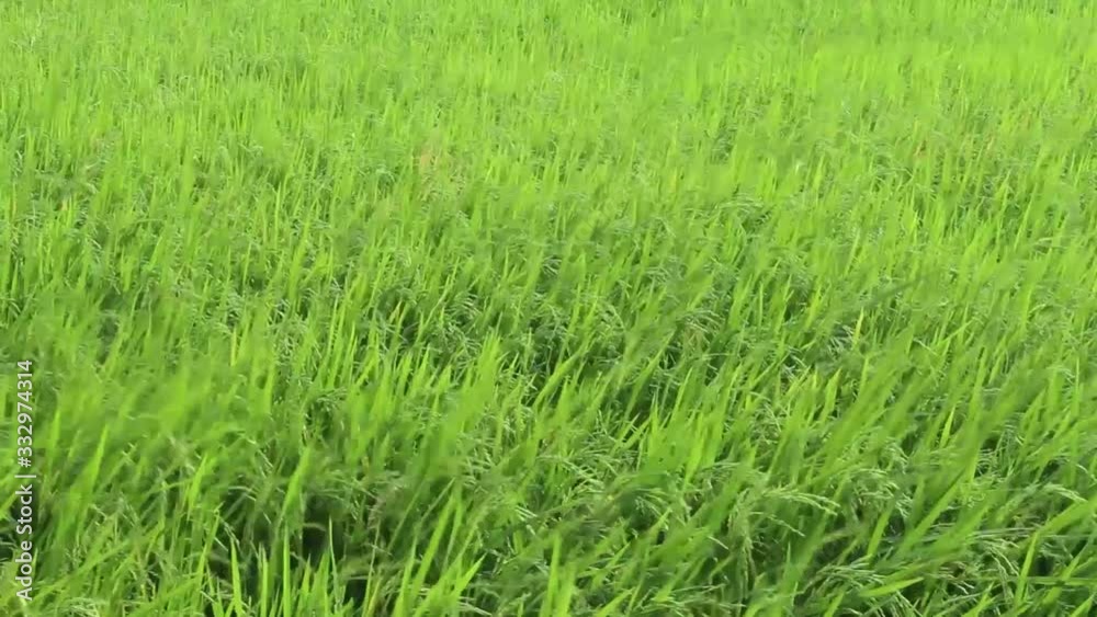 green field of grass green field of grass