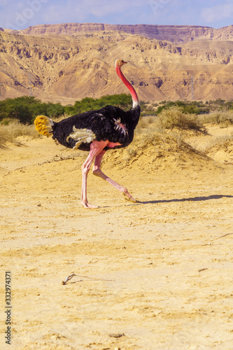 Ostrich, in the Yotvata Hai-Bar Nature Reserve