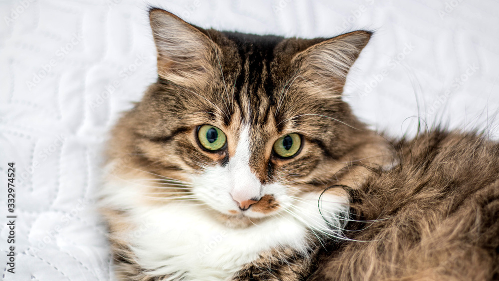 Brown, adult cat with green eyes. Lying on a white blanket. Looks haughty. Horizontal photo. Side view
