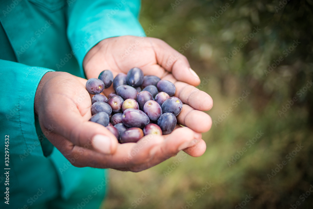 Close up image of lovely organic olives freshly picked in an olive orchard Close up image of lovely organic olives freshly picked in an olive orchard