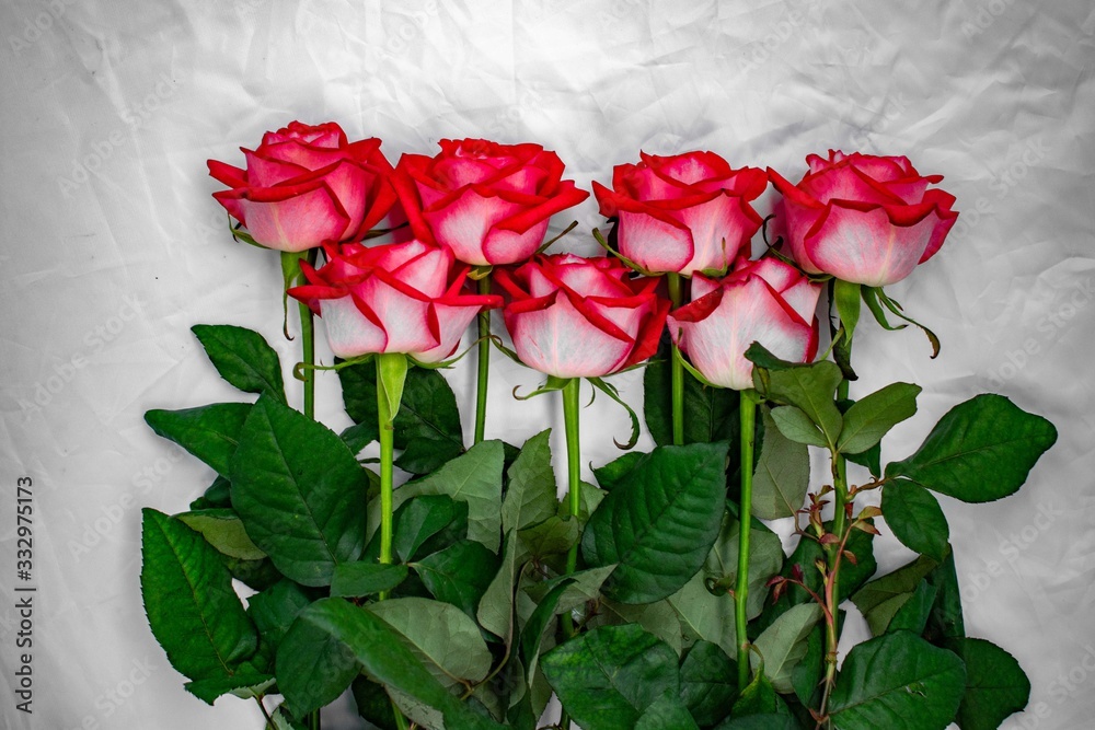 bunch of red roses on white background