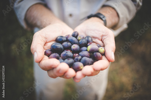 Close up image of lovely organic olives freshly picked in an olive orchard