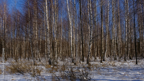 Wallpaper Mural river in the forest in spring Torontodigital.ca
