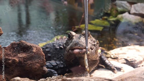 closeup of the feeding of a non hungry african dwarf crocodile refusing to eat, tropical reptile specie from Africa
