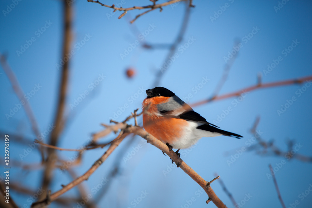 bullfinch sits on a wild apple tree and eats berries against a blue sky bullfinch sits on a wild apple tree and eats berries against a blue sky