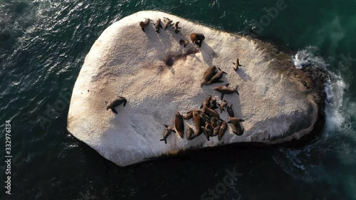 aerial seals resting on a rock in the ocean