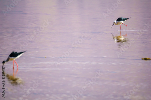 Stilt in the Eilat Ornithological Park photo