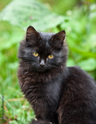Fluffy black siberian cat portrait on green grass background