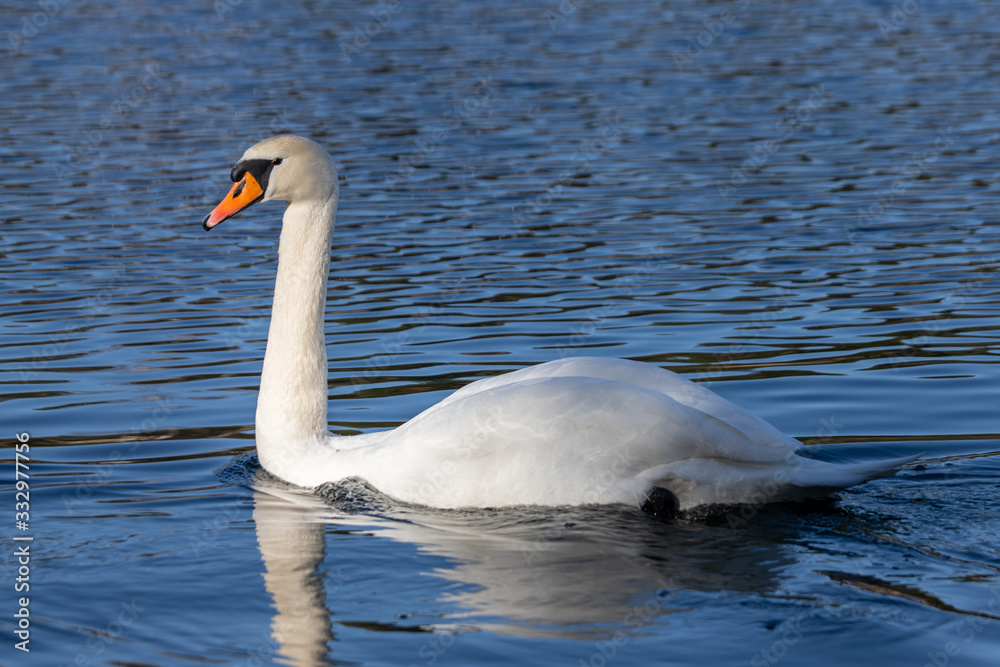 Obraz premium swan on a lake